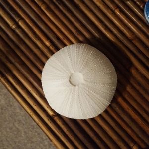White sea urchin/coral ceramic decor NWOT 5” across, approximately 2” high